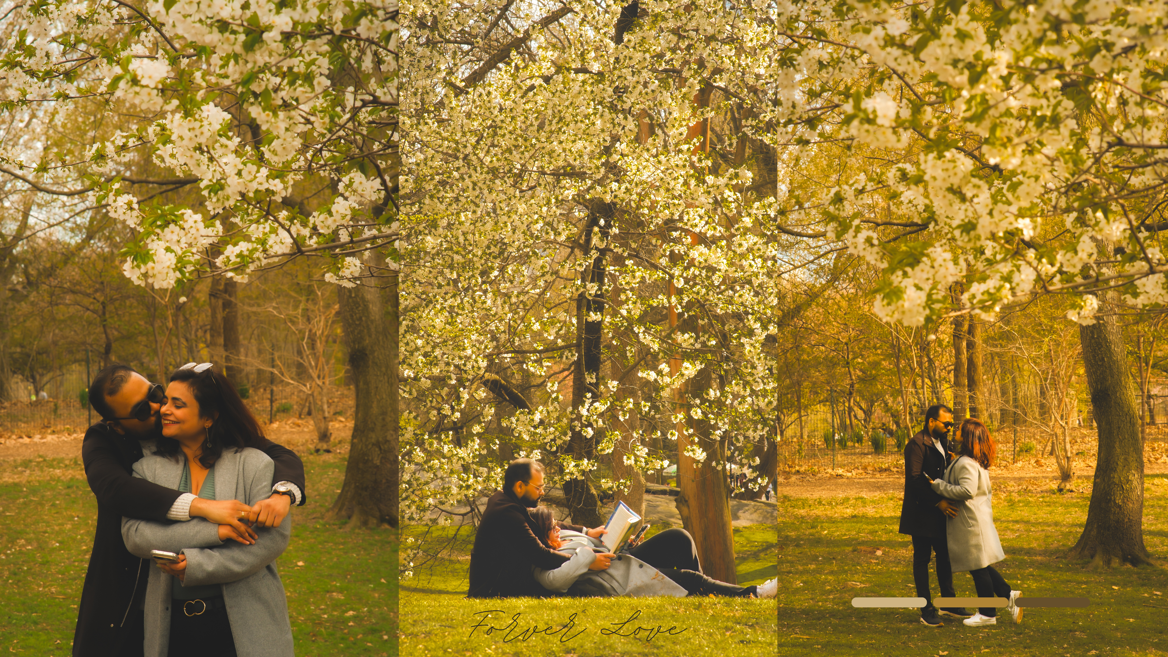 Couple embracing and reading together under white cherry blossoms in a sunlit park